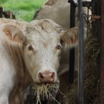 Ganadería y Veterinaria