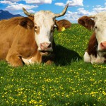 ganadería y veterinaria