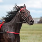 ganadería y veterinaria