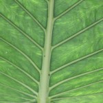 Agricultura - medición de clorofila con RPAS