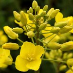 Cultivos _ Flor de Colza o canola