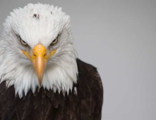 Una diminuta lente impresa en 3D podría dar a los drones una visión humana.