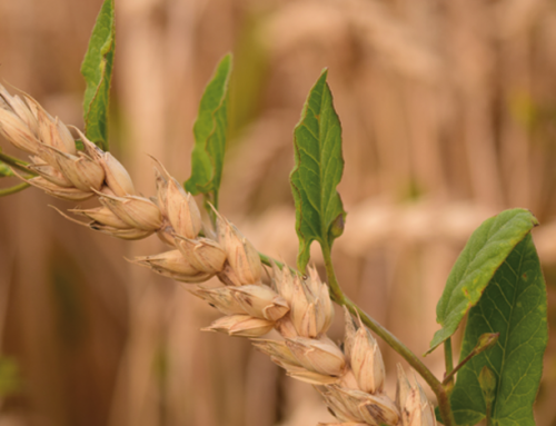 Malas hierbas: detección temprana con drones