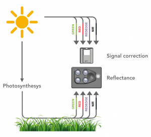 ImagenConceptoSequoia