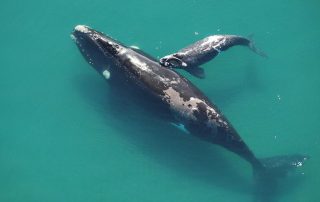 Medioambiente Ballena Franca Austral