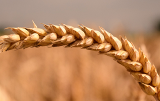 agricultura de precisión