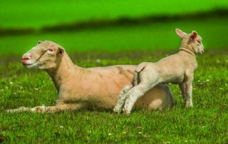 ganadería y veterinaria
