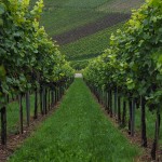 Agricultura Recuento de plantas mediante drones