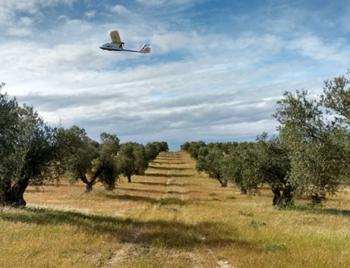 Xylella fastidiosa: detección con drones